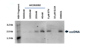 HBV cccDNA Southern blotting. 
