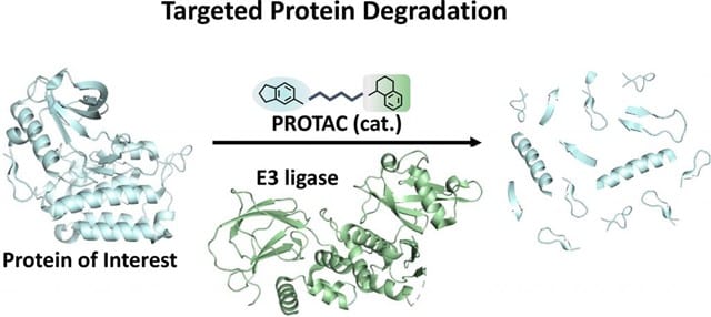 Targeted protein degradation PROTACs Symeres