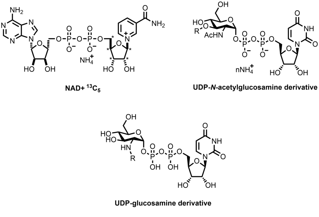 Examples of nucleotides previously synthesized at Symeres.