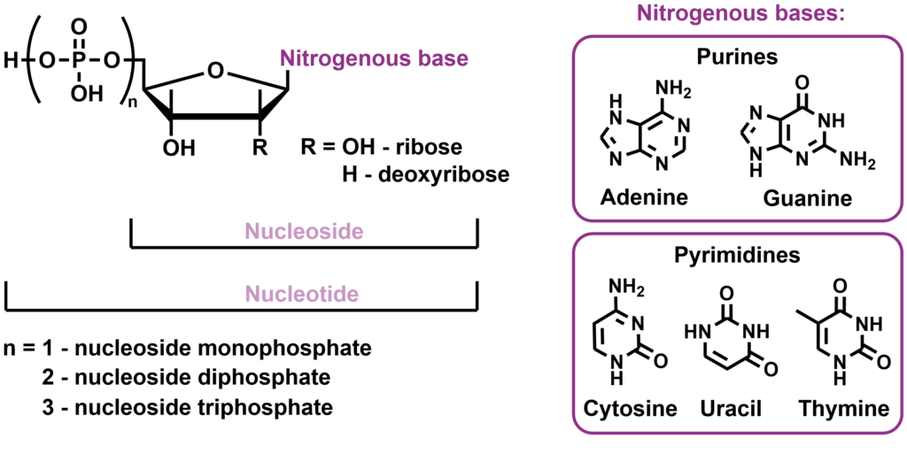 Nucleosides and nucleotides basic structures Symeres