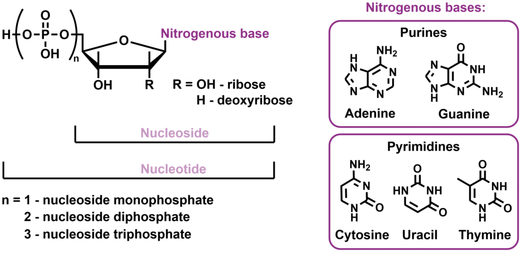 Nucleosides and nucleotides basic structures Symeres