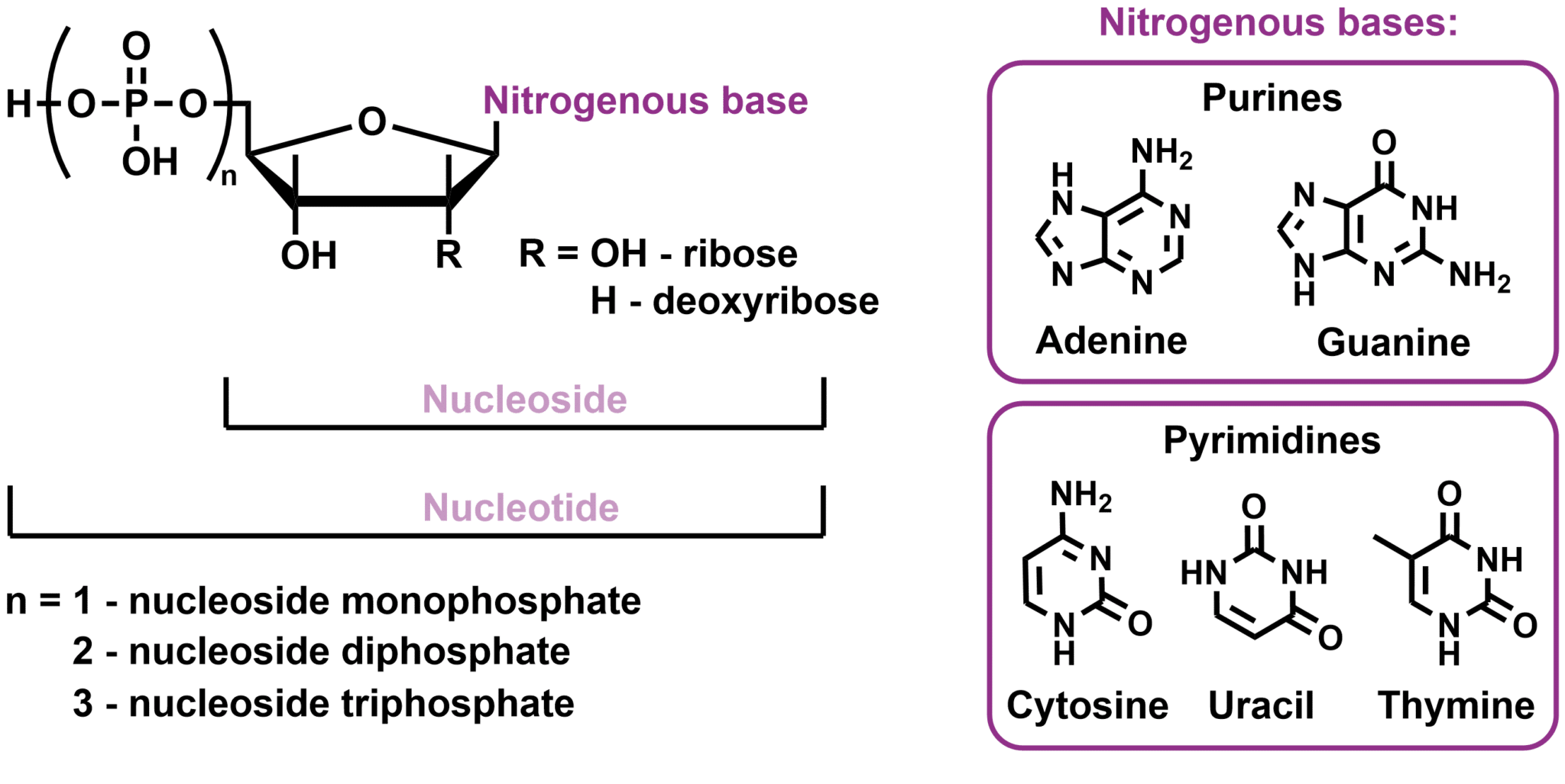 Nucleosides And Nucleotides - Symeres