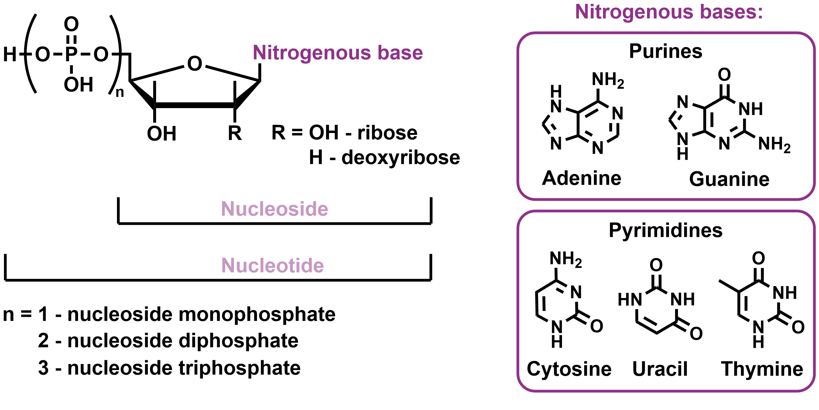 structure of nucleoside